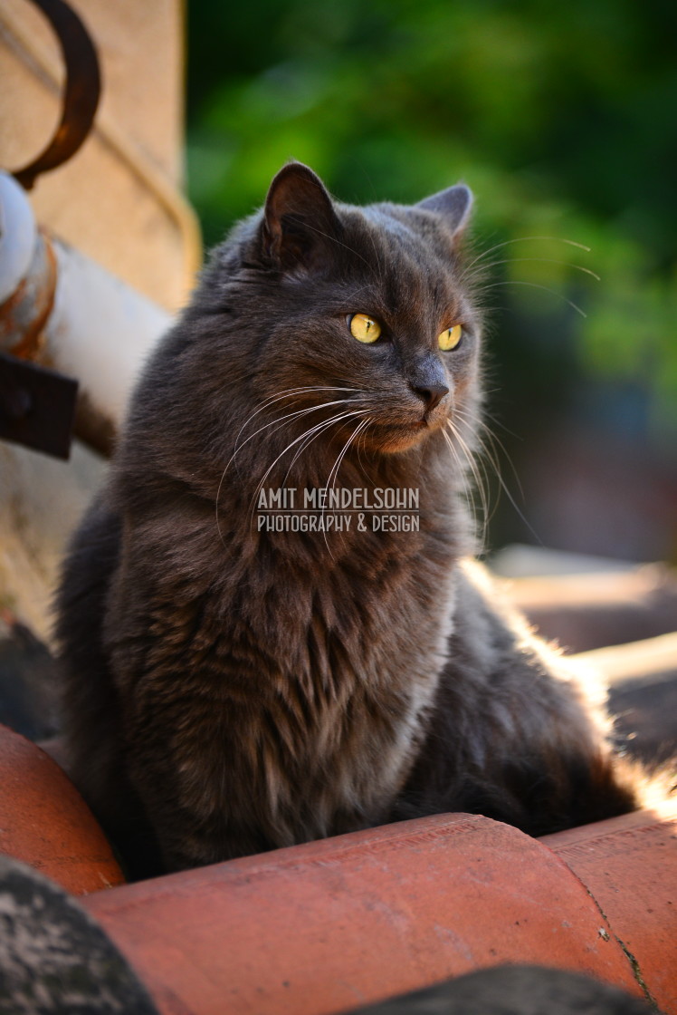 "The king of the roof" stock image