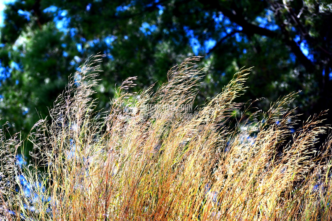 "In the wind" stock image