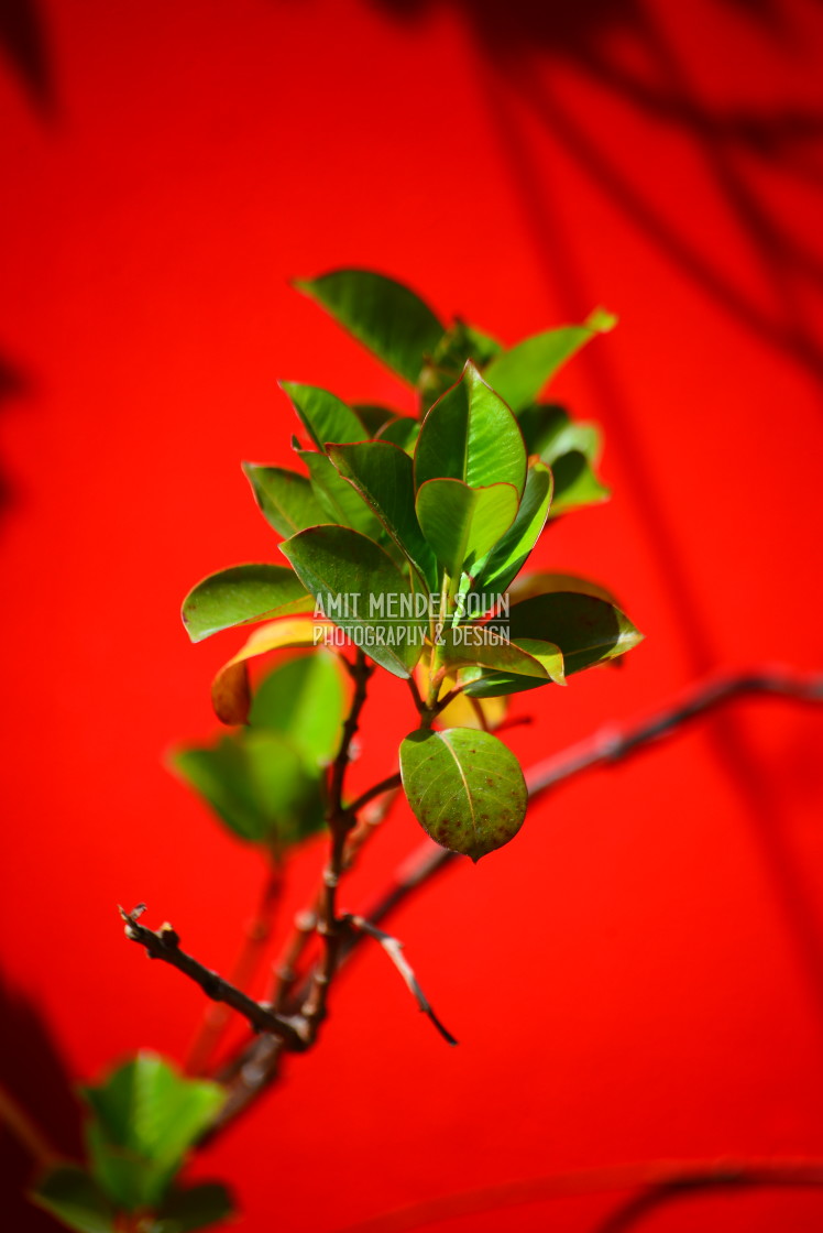 "Green on the red" stock image