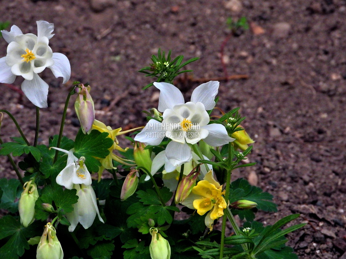 "Columbine" stock image