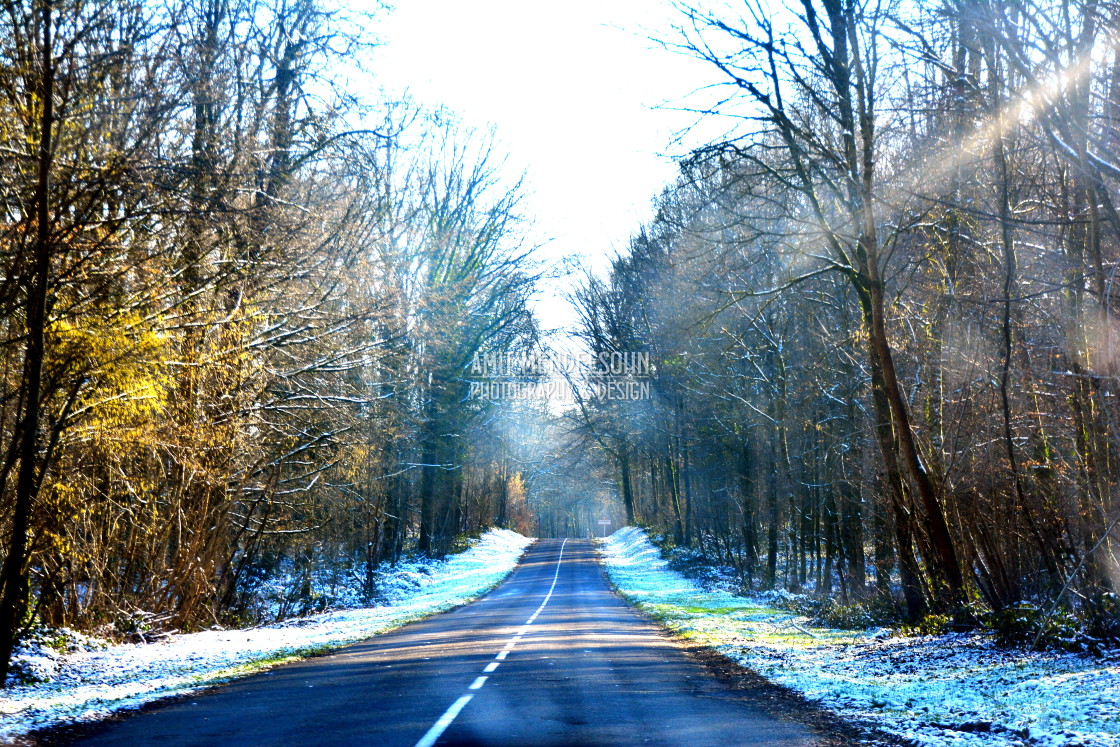 "A road in the woods" stock image