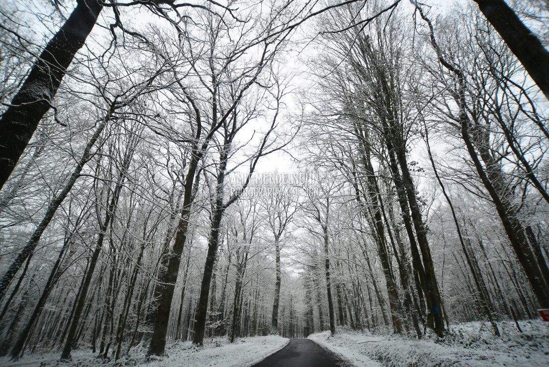 "A road in the snowy forest" stock image