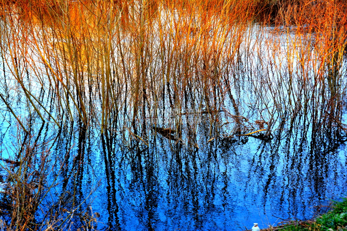 "Reflection of plants" stock image