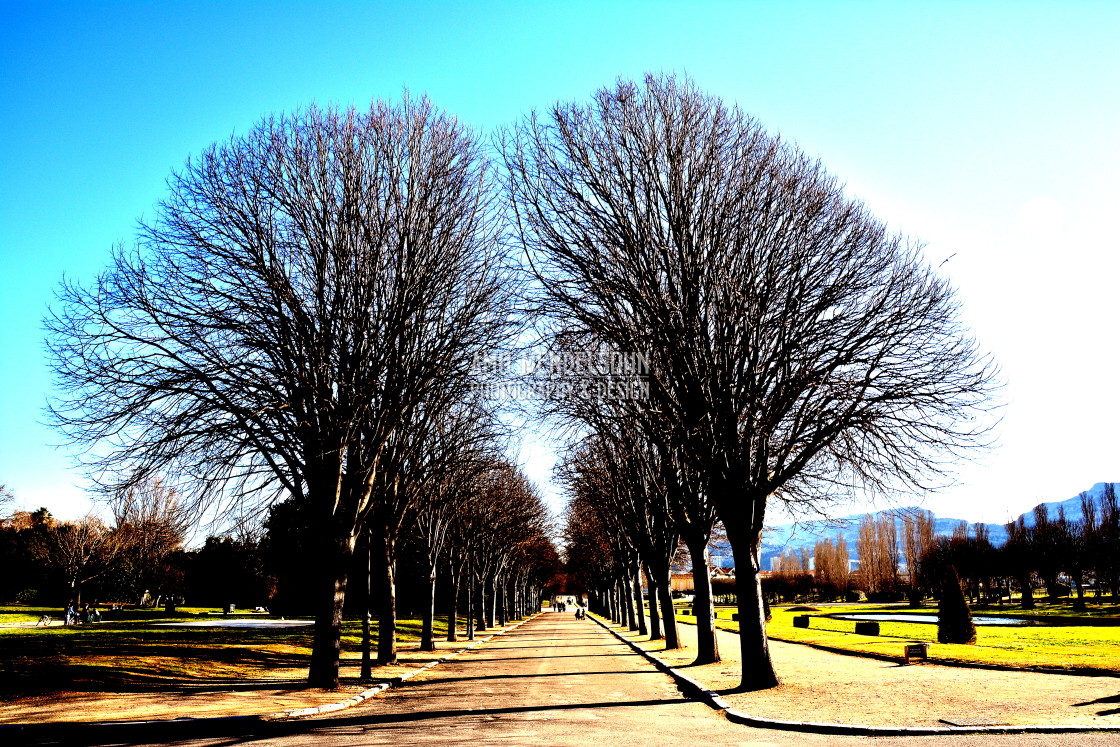 "The trees avenue in Park Borely" stock image