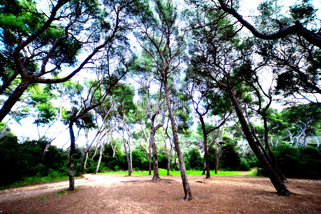 "Trees in the park" stock image