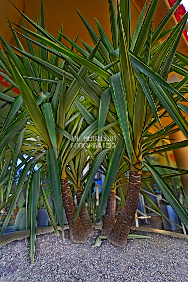 "A duo of a cactus" stock image