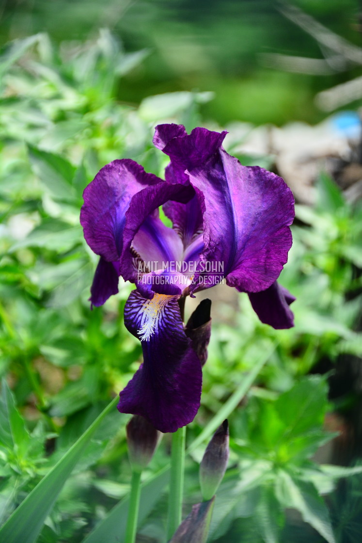 "Purple Iris" stock image