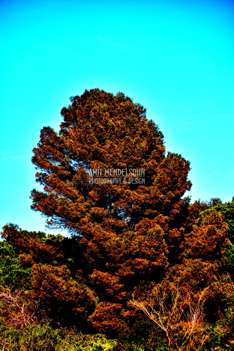 "A red tree" stock image