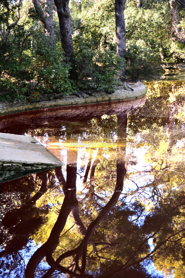 "Reflection in a pond between the woods" stock image