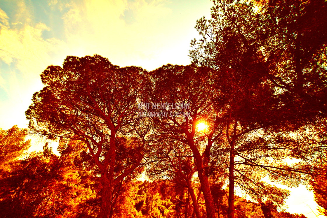 "Sun in the woods" stock image