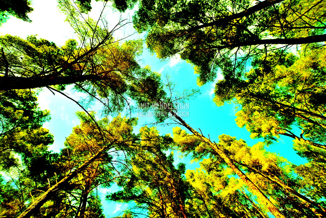 "Woods with view up" stock image