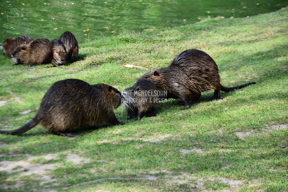 "A Family of Nutrias" stock image