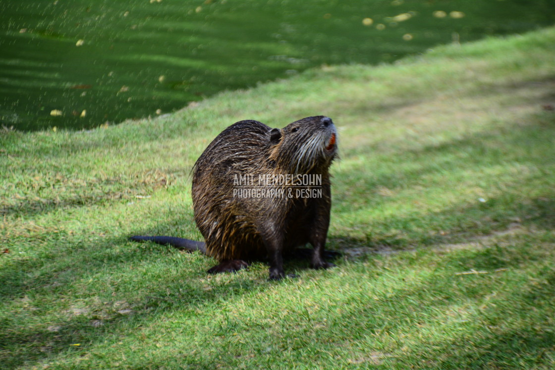 "A nutria" stock image