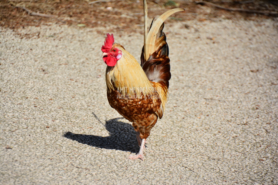 "A cock" stock image