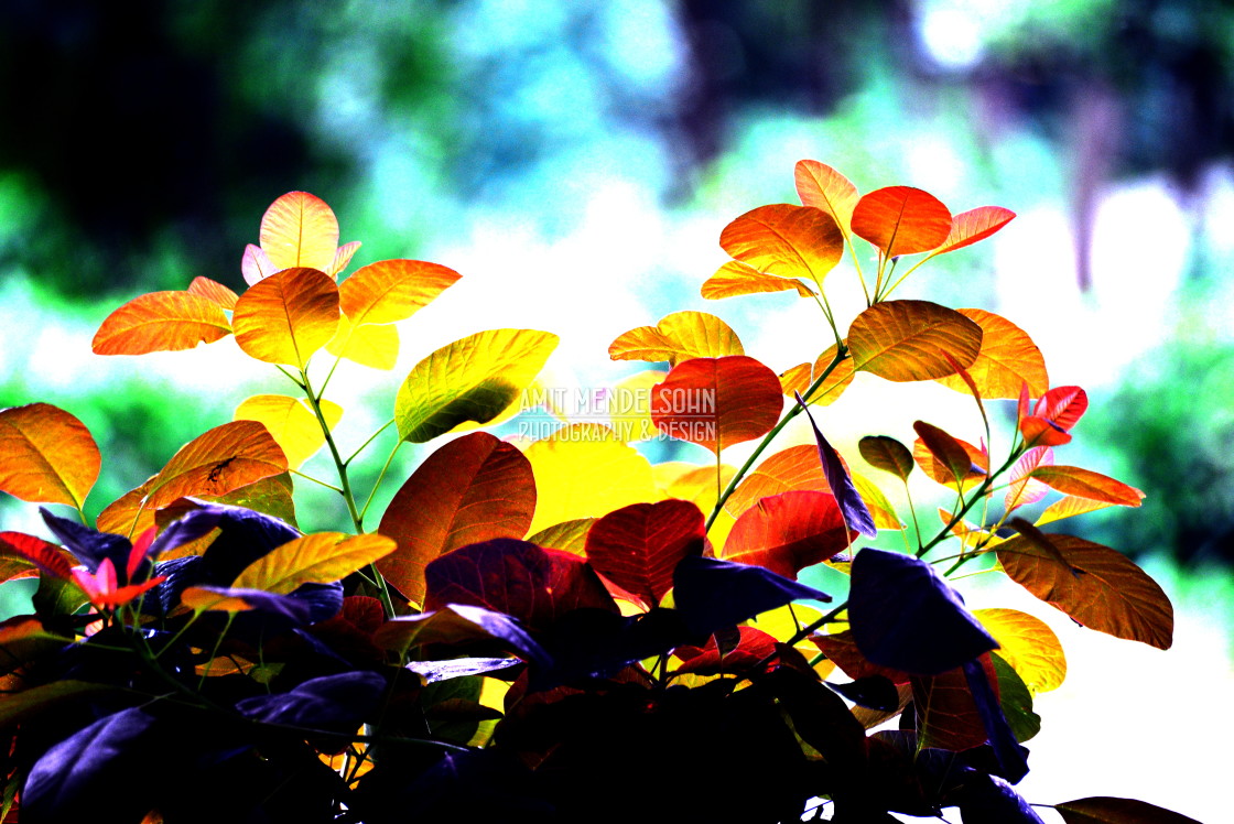 "Leaves in the sun" stock image