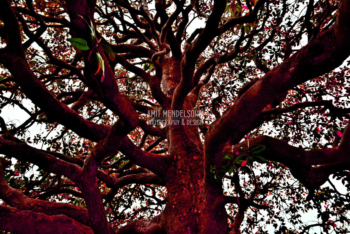 "A tree from inside" stock image