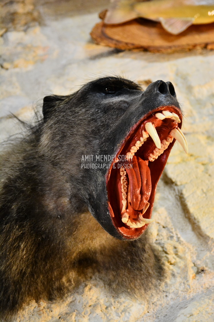 "A head of a monkey" stock image