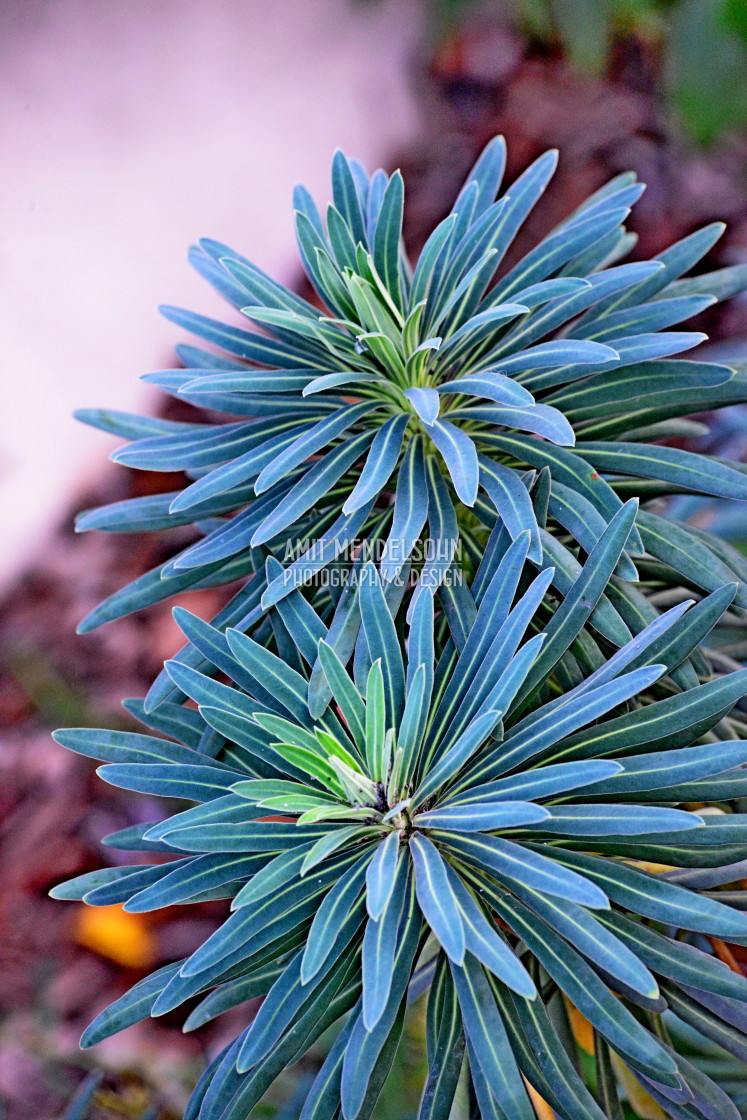 "A common plant" stock image