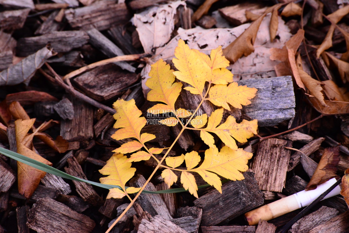 "A little branch" stock image