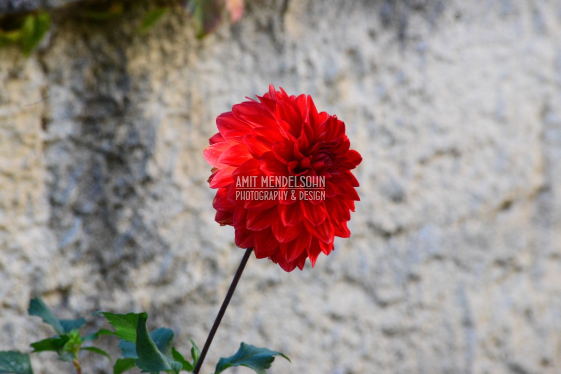 "Dahlia" stock image