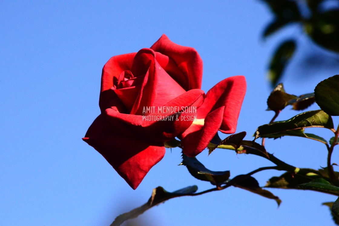 "A red rose" stock image