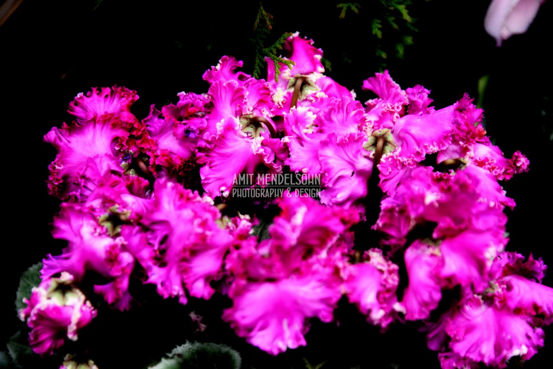 "A pink Cyclamen" stock image