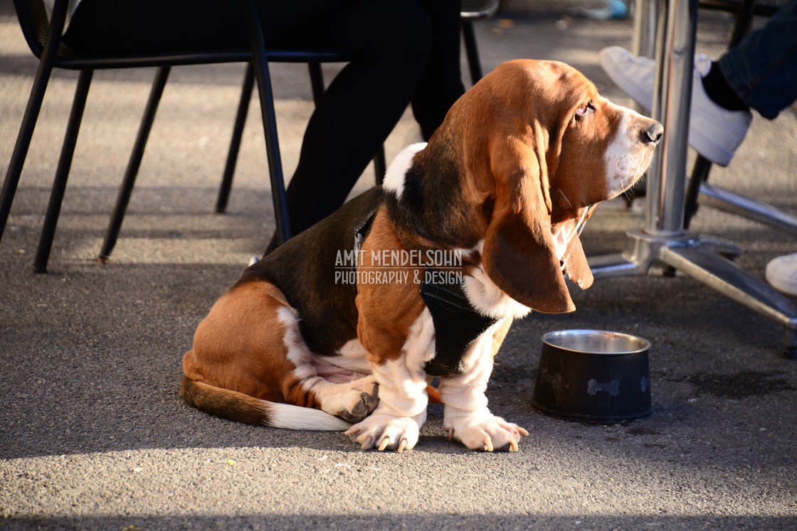 "A hush puppy" stock image