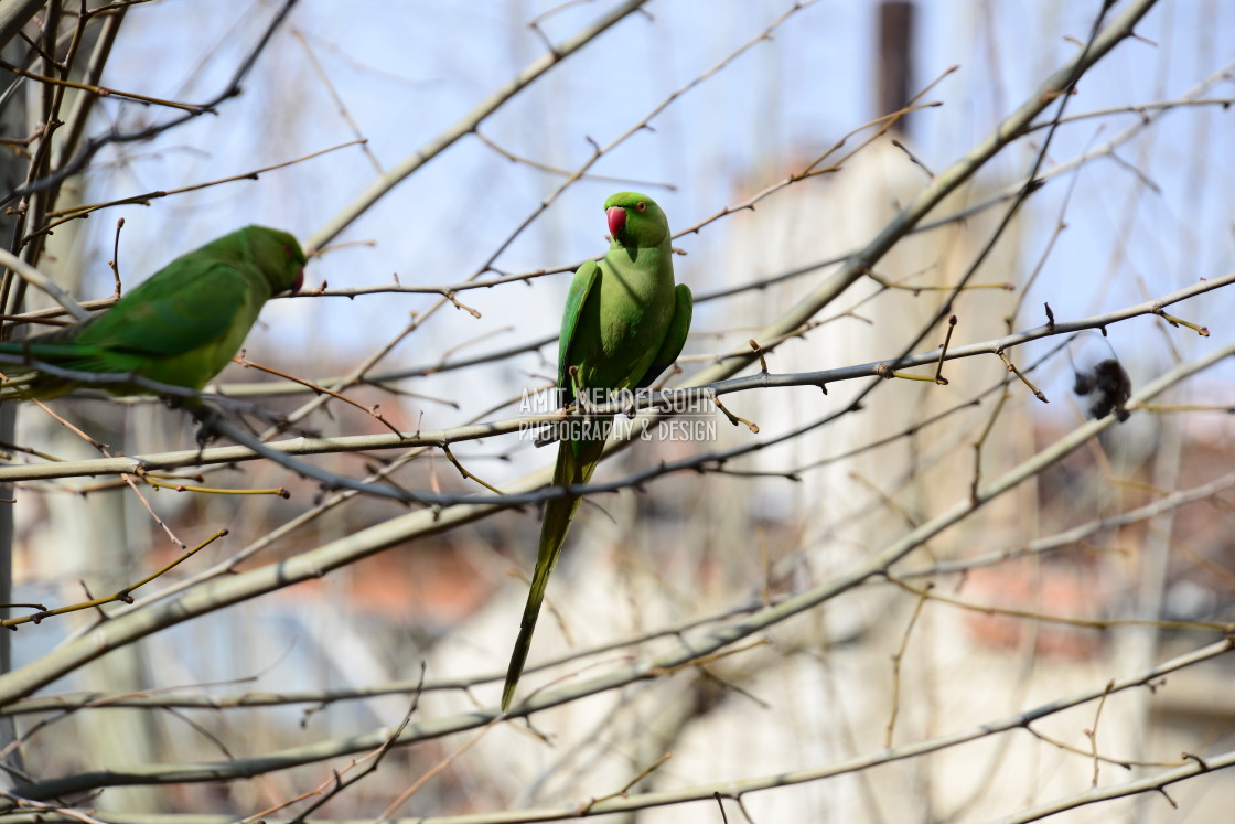 "Green parrot 1" stock image