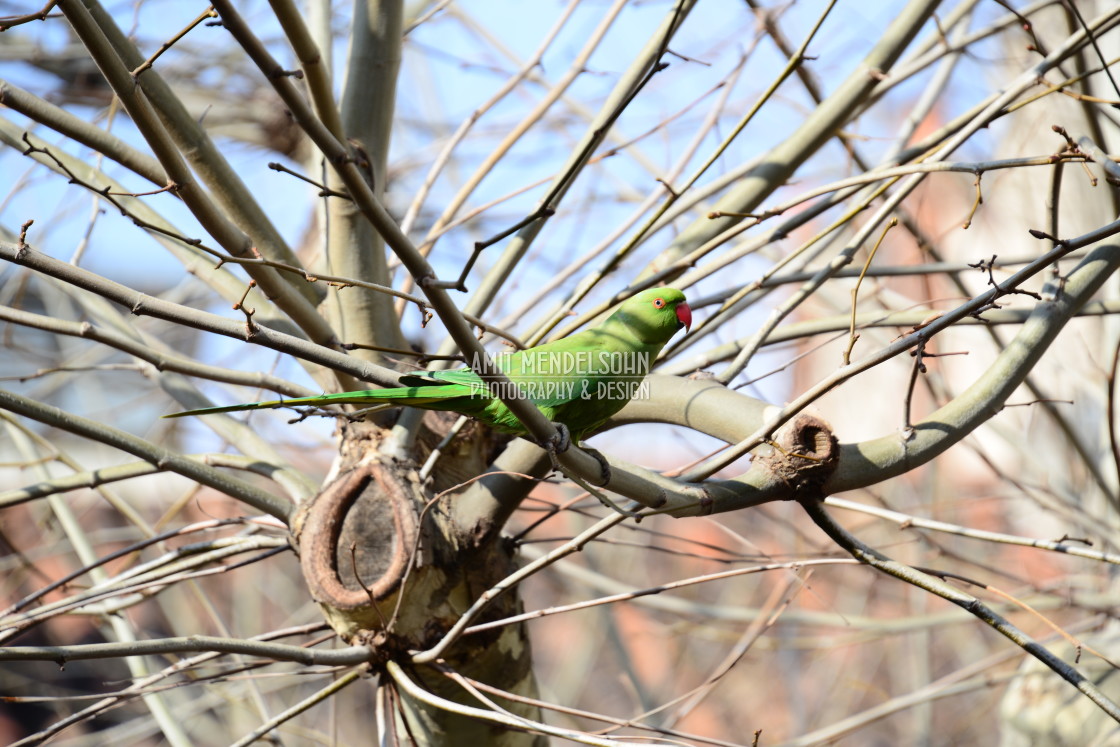 "A green parrot 2" stock image