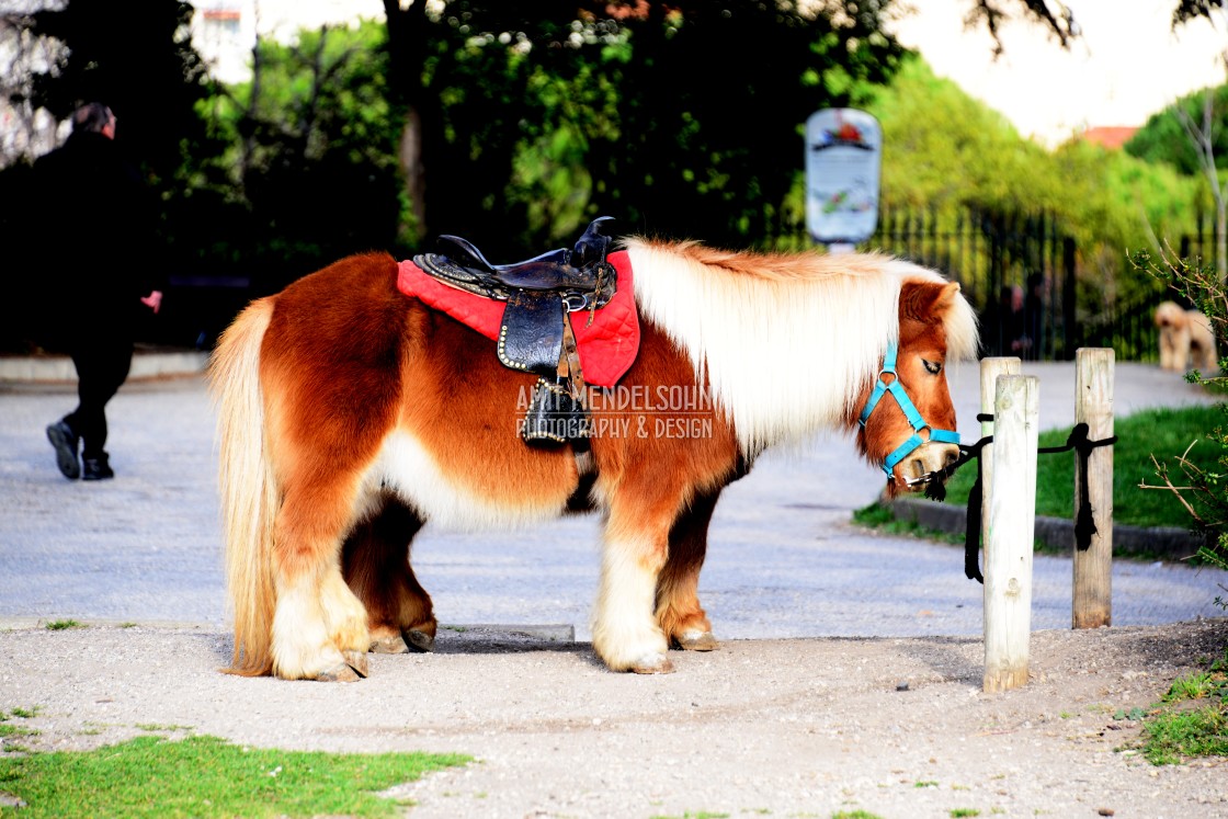 "A pony" stock image