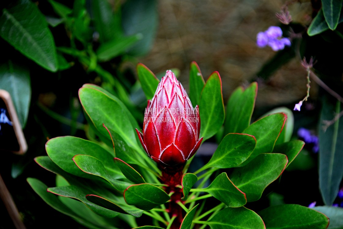 "Will be opened soon - Protea" stock image