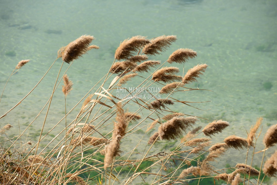 "on the river bank" stock image