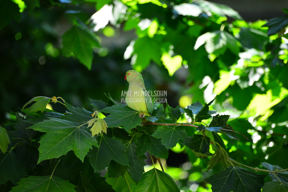 "A green parrot 4" stock image