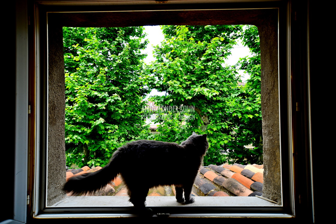 "A cat in the frame" stock image