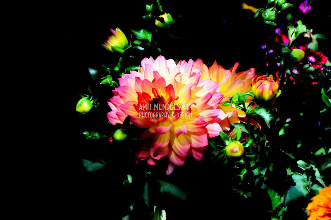 "A red white and pink dahlia" stock image