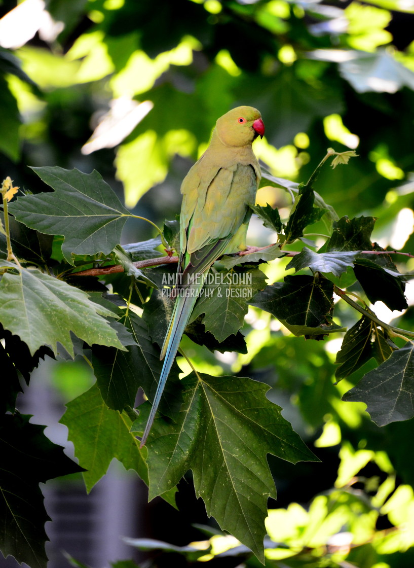 "A green parrot 5" stock image