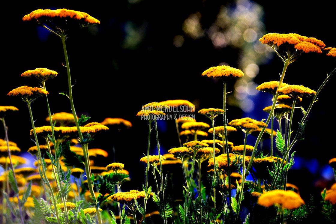 "Yellow flowers" stock image