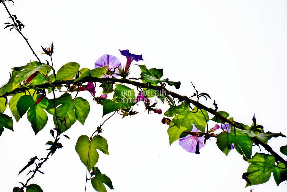 "A branch" stock image