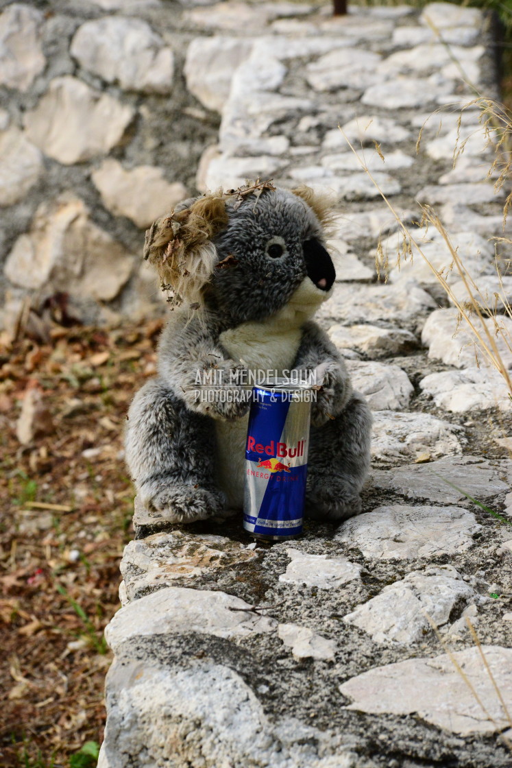 "A koala drinking problem" stock image