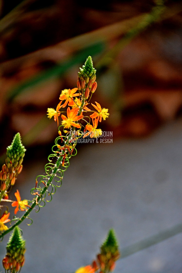 "Bulbine" stock image