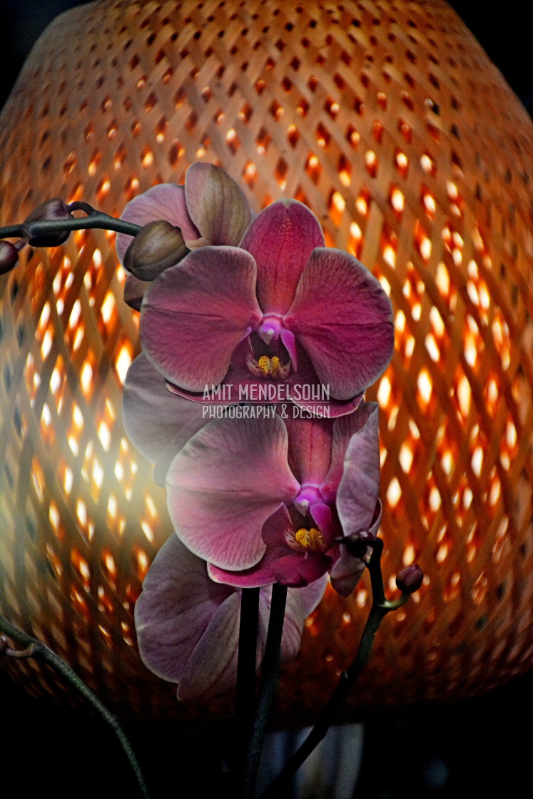 "Orchid with a lamp behind" stock image