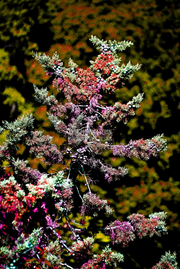 "A tree loaded with colours" stock image