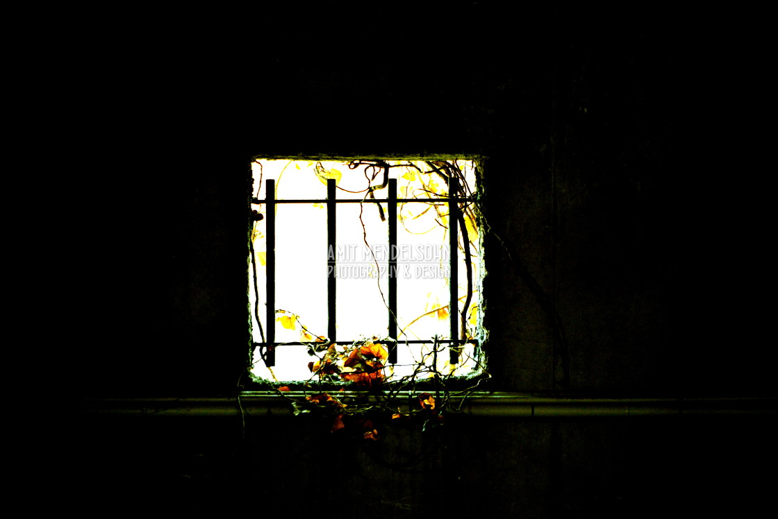 "A plant on a window" stock image