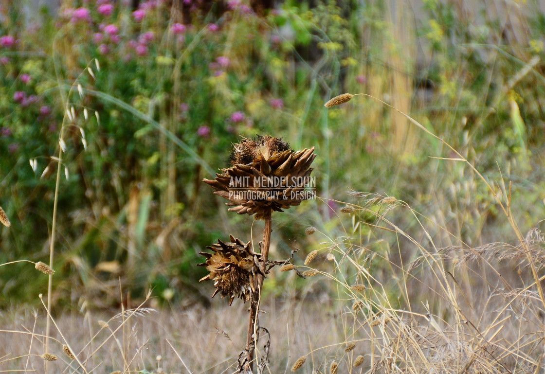 "Even plants get old" stock image