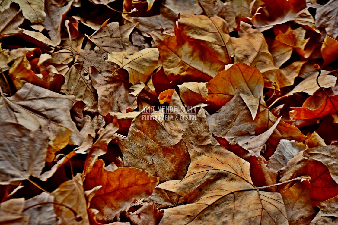 "Leaves in the Autumn" stock image