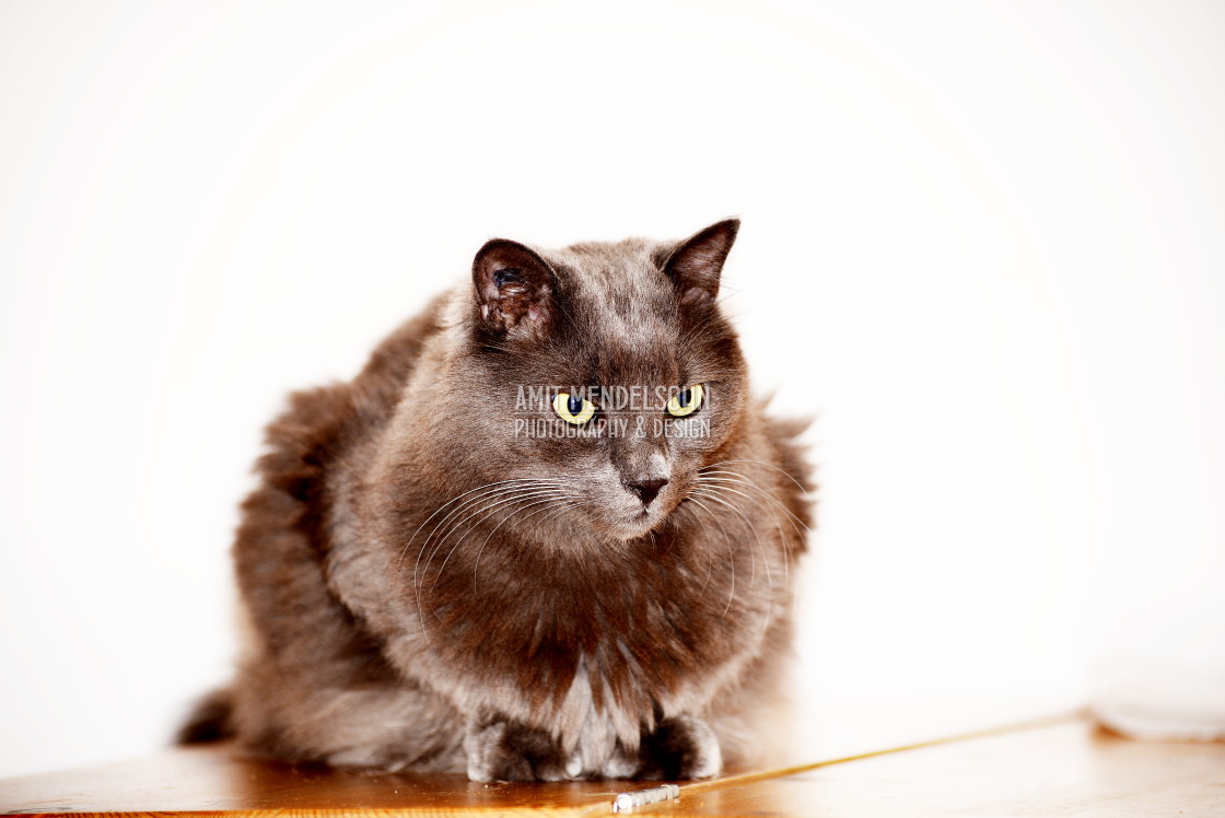 "A cat in the white" stock image