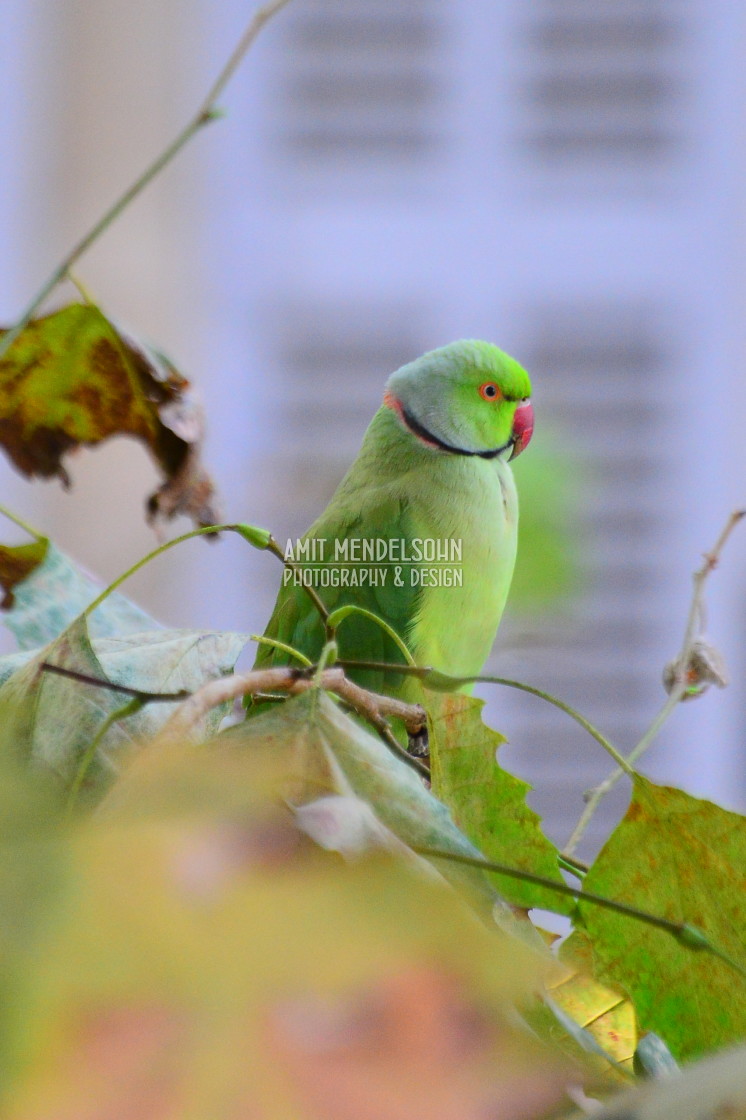 "A green parrot 5" stock image