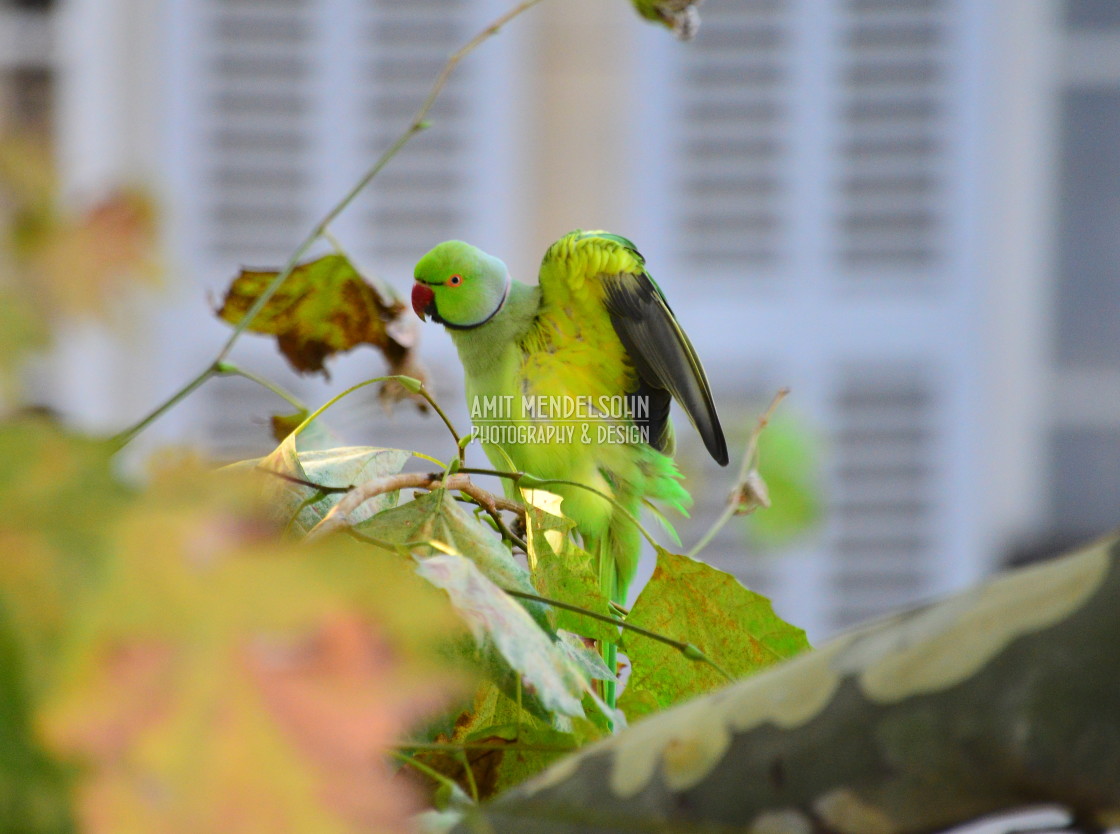 "Waving his wings" stock image