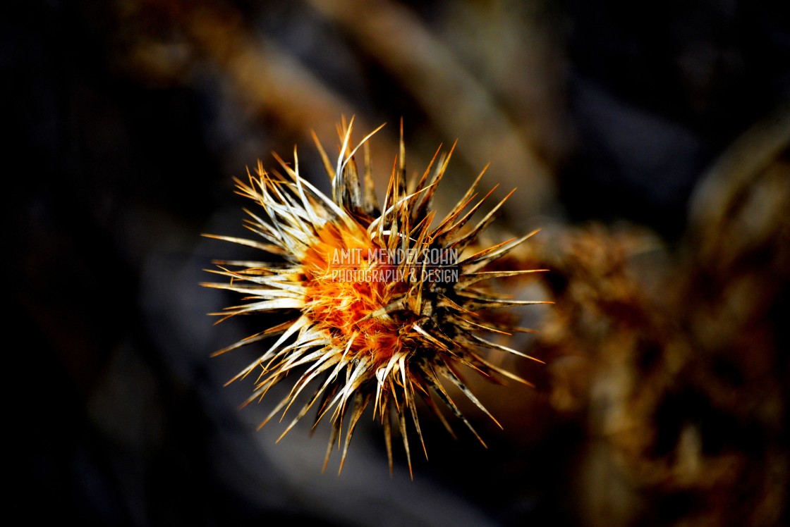 "A thorn" stock image