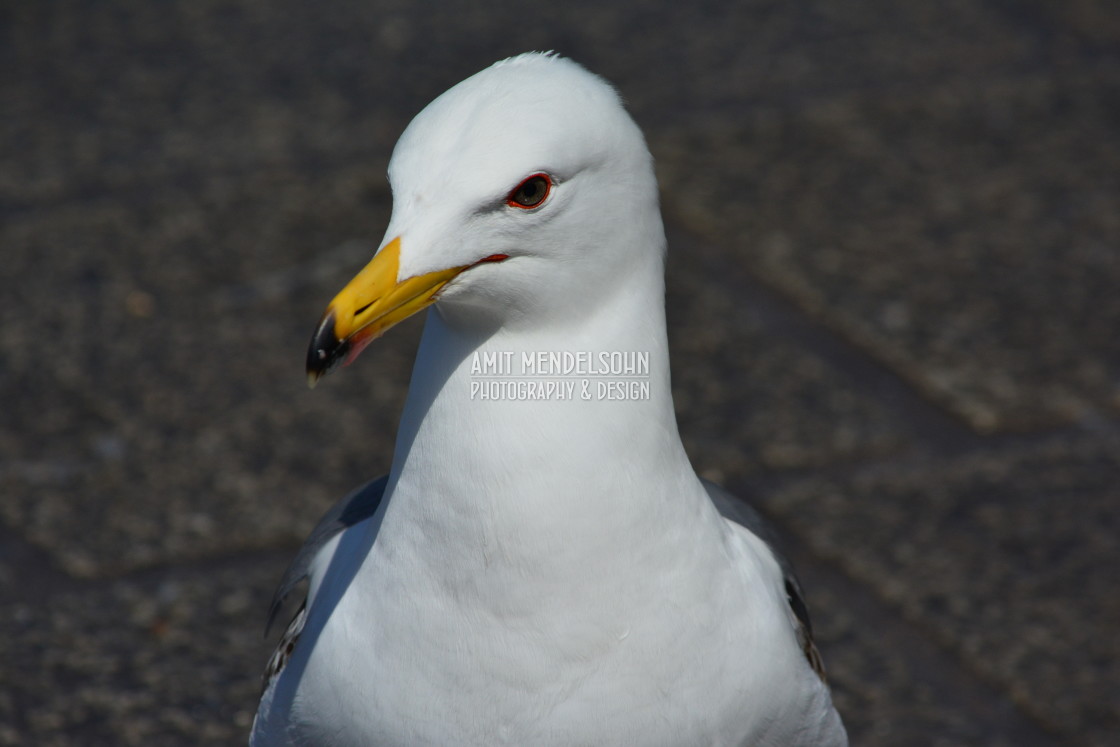 "Seagull a portrait" stock image